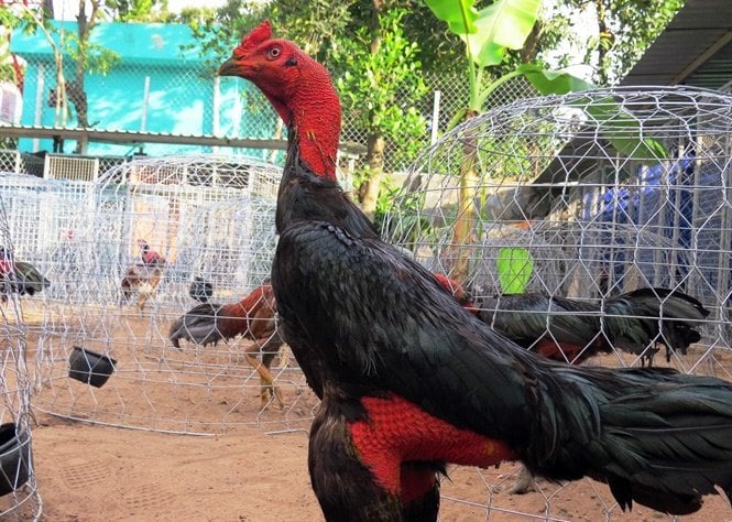 Nuôi Gà Chọi Là Nghệ Thuật, Không Đơn Thuần Là Trò Chơi